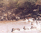 Zebras cross the Mara River into Kenya in the annual migration that is characterised by the movement of millions of wildebeest