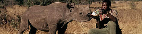 Black rhinoceros (Diceros bicornis). An orphan whose mother was killed by poachers in Zimbabwe / &copy;: WWF-Canon / Martin HARVEY