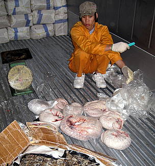 Seized pangolins might have returned to illegal market | WWF