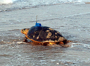 Great Gulf Turtle Race comes to an end...winners announced! | WWF