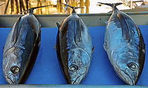 Albacore: the chicken of the sea | WWF